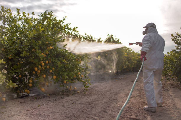 Best Termite Control Services  in Pendleton, SC