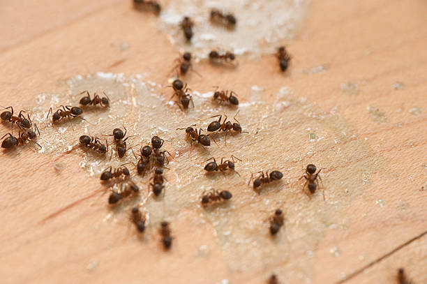 Flea Control Services in Pendleton, SC